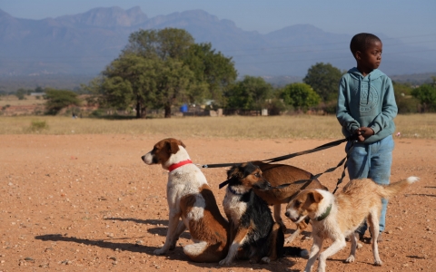HALO’s promising battle against rabies in the rural communities around Hoedspruit, South Africa