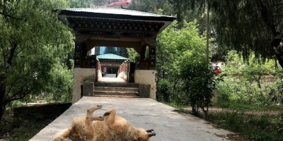 ‘One Health’: the middle path for Rabies control in Bhutan and beyond