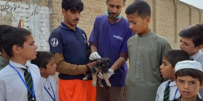 Working to remove the fear of rabies from Kabul, Afghanistan