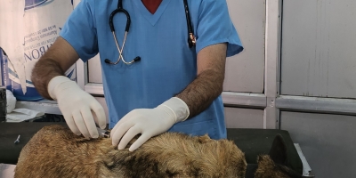 A Veterinarian’s Pursuit of a Rabies-Free Future