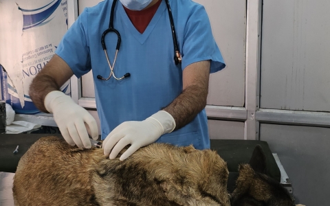 A Veterinarian’s Pursuit of a Rabies-Free Future