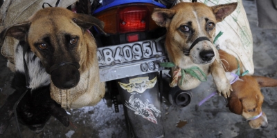 Going Dog Meat-Free in Indonesia to Help End Rabies