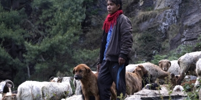 Reducing human-dog-wildlife conflict in Nepal