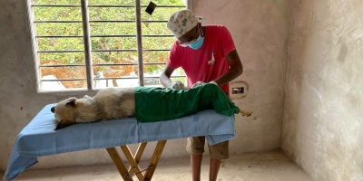 Battling Rabies in Lamu, Kenya: A Story of Resilience and Hope