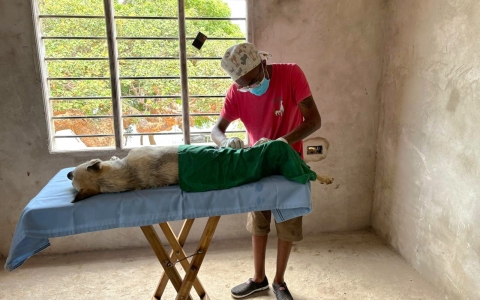 Battling Rabies in Lamu, Kenya: A Story of Resilience and Hope
