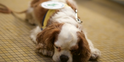 World Rabies Day in Brussels