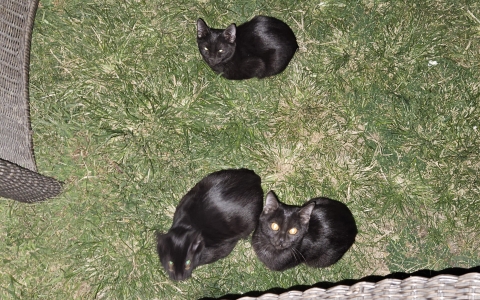 Vacation cut short and unwanted medical bills: A possible rabies exposure while traveling