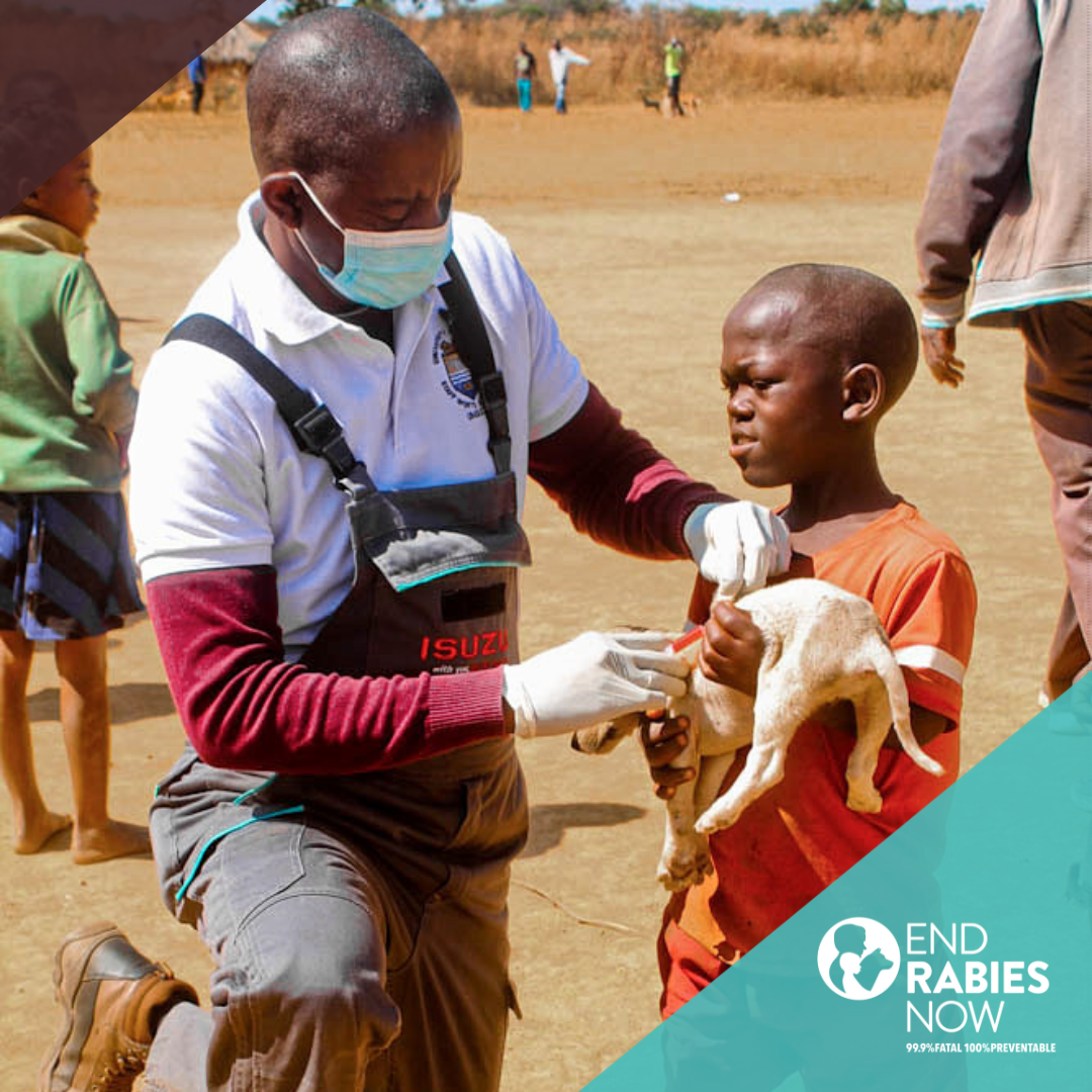 Young boy gets his dog vaccinated, Zambia