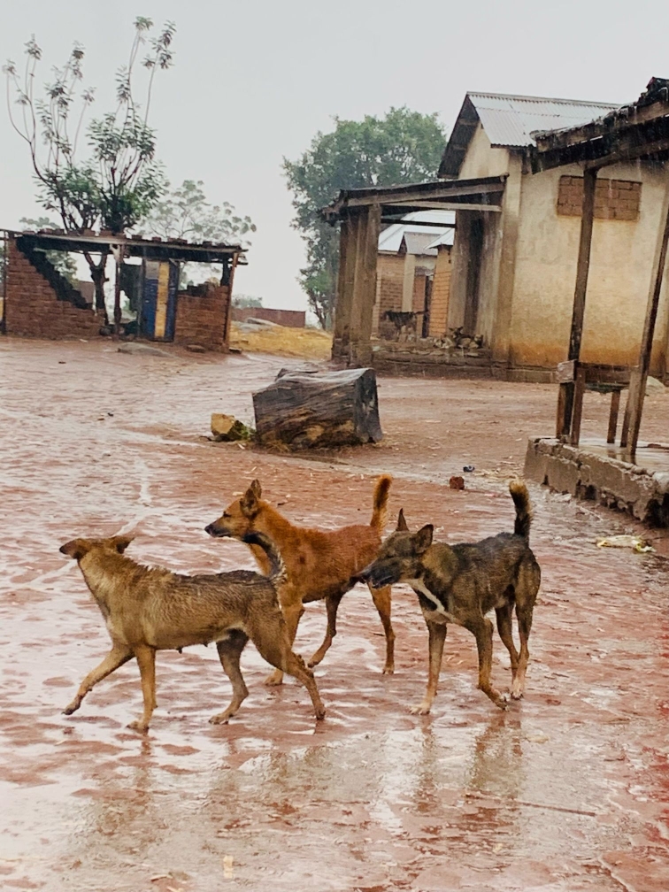 Free roaming dogs in Rwamgasa
